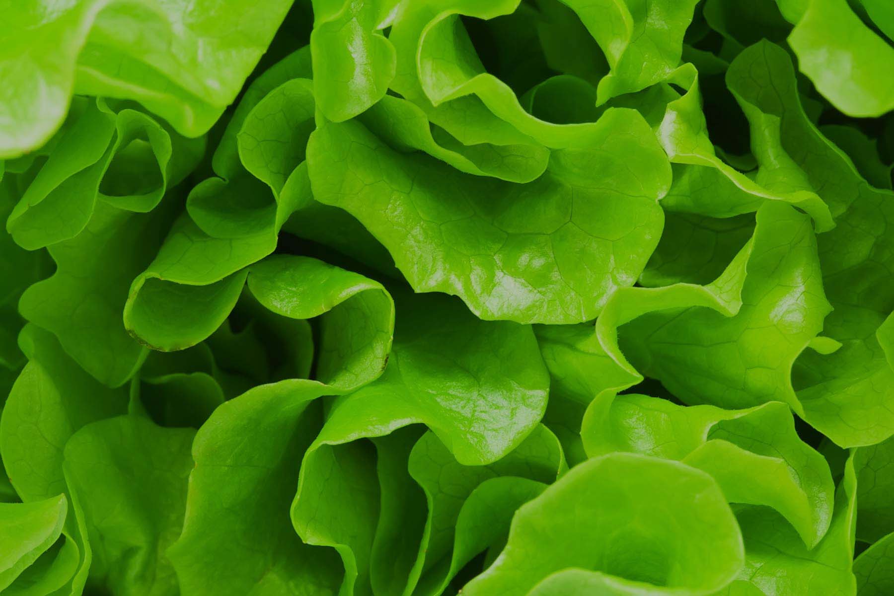 Flat Lettuce – Curly Lettuce