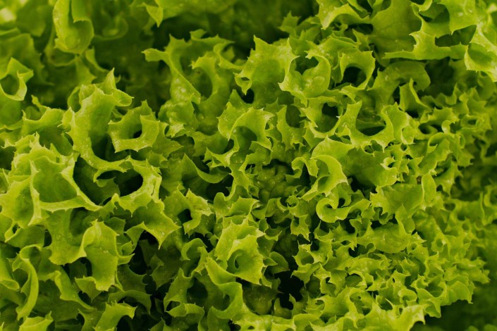 Green Lettuce Leave – Eazy Leaf