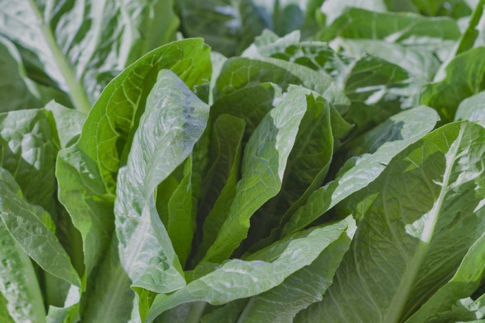 Romaine Lettuce Close Up