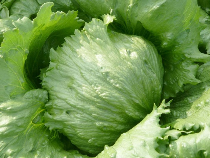 Iceberg Lettuce