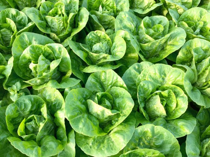 Little Gem Lettuce