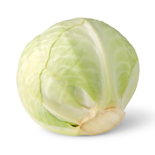 Cabbage